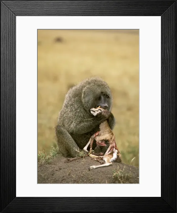 Framed Print : Picture No. 10763900 Framed Print : Picture No. 10763900