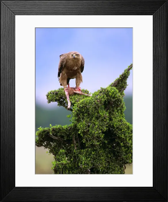 Framed Print : Picture No. 10763906 Framed Print : Picture No. 10763906