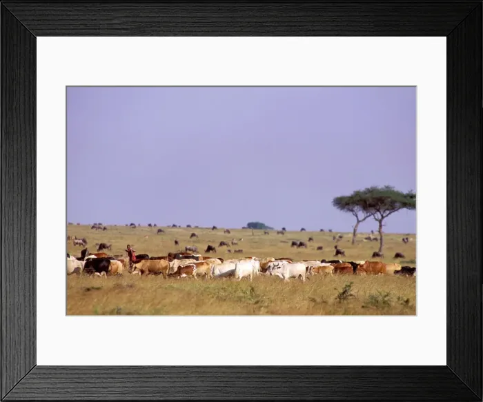 Framed Print : Picture No. 10764015 Framed Print : Picture No. 10764015