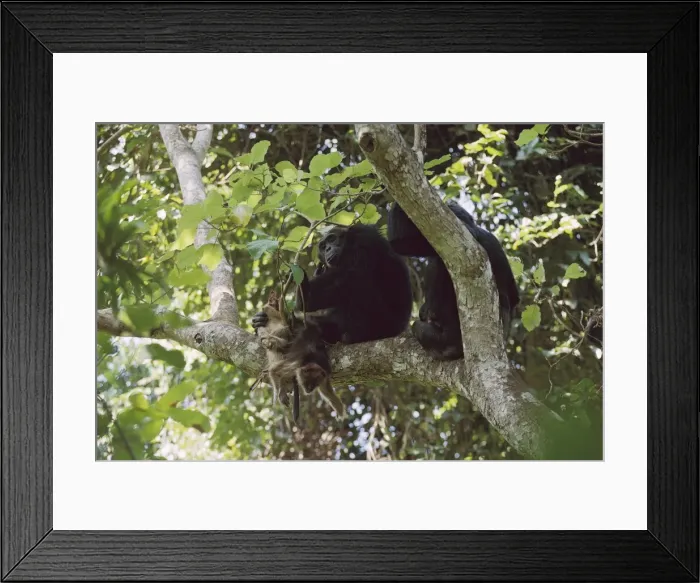 Framed Print : Picture No. 10764041 Framed Print : Picture No. 10764041