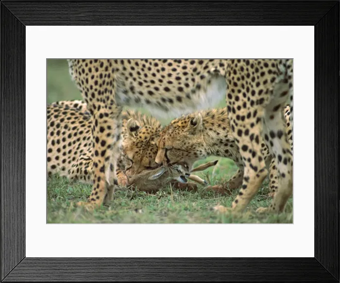 Framed Print : Picture No. 10763968 Framed Print : Picture No. 10763968
