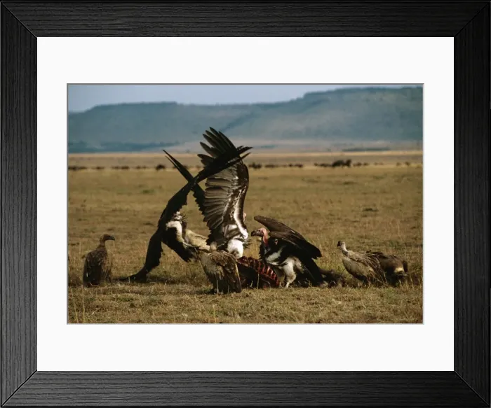 Framed Print : Picture No. 10764067 Framed Print : Picture No. 10764067