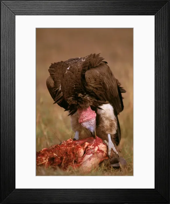 Framed Print : Picture No. 10764070 Framed Print : Picture No. 10764070