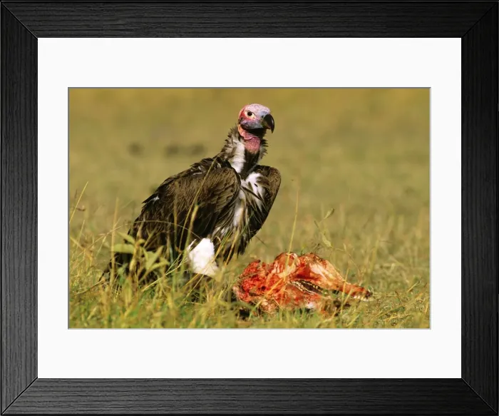 Framed Print : Picture No. 10764128