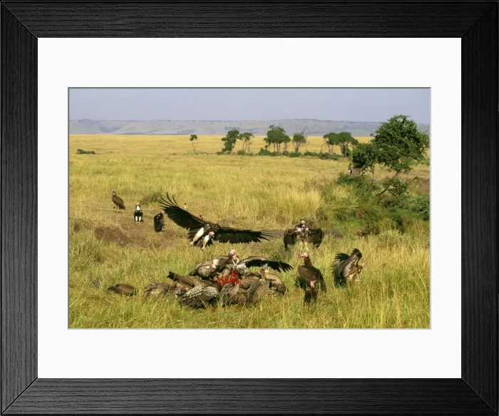 Framed Print : Picture No. 10764129 Framed Print : Picture No. 10764129