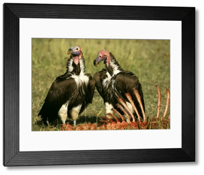 Framed Print : Picture No. 10764086