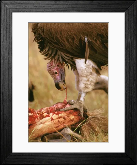 Framed Print : Picture No. 10764158 Framed Print : Picture No. 10764158