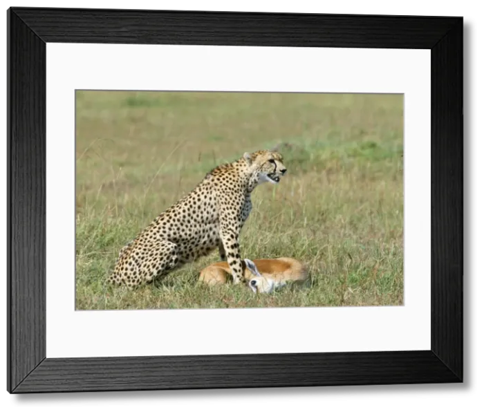Framed Print : Picture No. 10764231 Framed Print : Picture No. 10764231