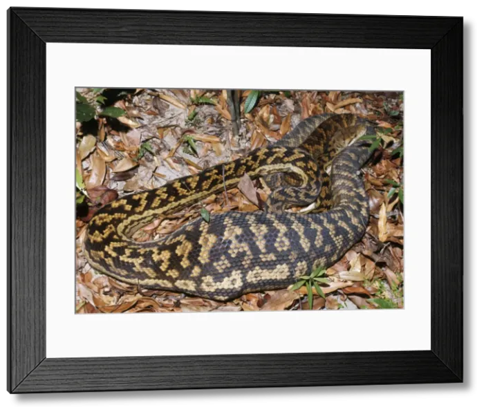 Framed Print : Picture No. 10764393 Framed Print : Picture No. 10764393