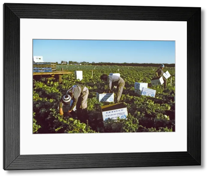 Framed Print : Picture No. 10764592 Framed Print : Picture No. 10764592