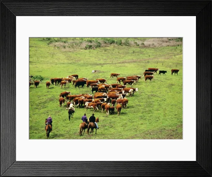Framed Print : Picture No. 10764604 Framed Print : Picture No. 10764604