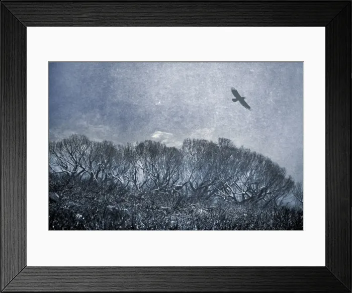 Framed Print : Picture No. 10764809