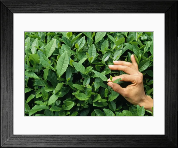 Framed Print : Picture No. 10764853 Framed Print : Picture No. 10764853