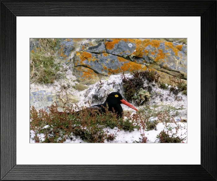 Framed Print : Picture No. 10764929 Framed Print : Picture No. 10764929