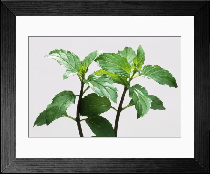 Framed Print : Picture No. 10764998 Framed Print : Picture No. 10764998