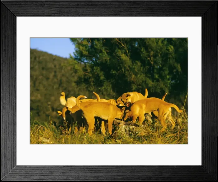 Framed Print : Picture No. 10765120