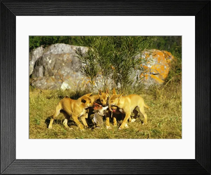 Framed Print : Picture No. 10765117 Framed Print : Picture No. 10765117