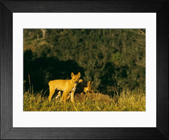 Framed Print : Picture No. 10765122