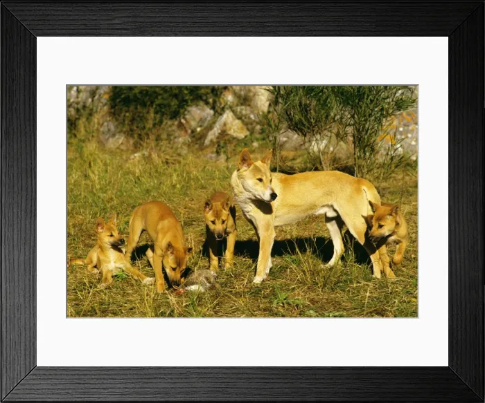 Framed Print : Picture No. 10765115 Framed Print : Picture No. 10765115