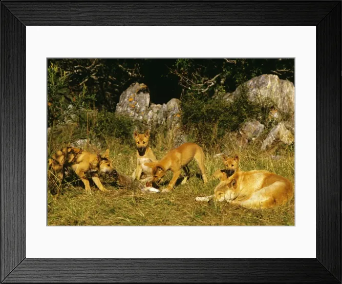 Framed Print : Picture No. 10765119