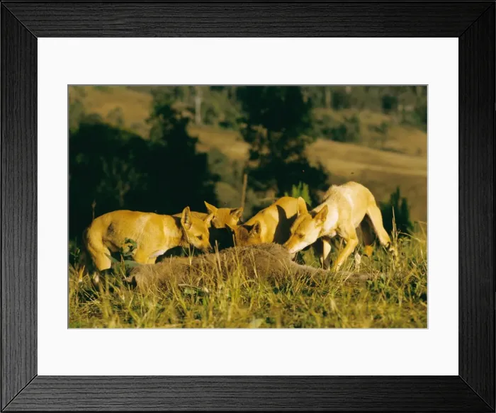 Framed Print : Picture No. 10765121 Framed Print : Picture No. 10765121