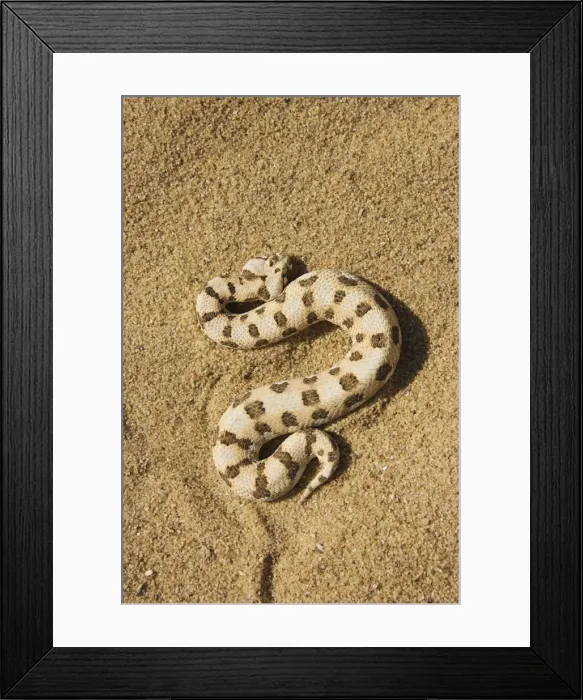 Framed Print : Picture No. 10761362 Framed Print : Picture No. 10761362