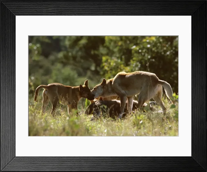 Framed Print : Picture No. 10765125 Framed Print : Picture No. 10765125