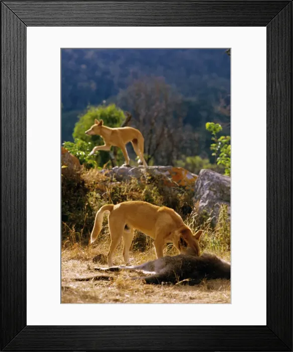 Framed Print : Picture No. 10765124 Framed Print : Picture No. 10765124