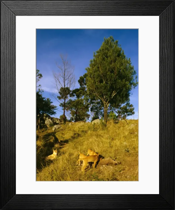 Framed Print : Picture No. 10765126