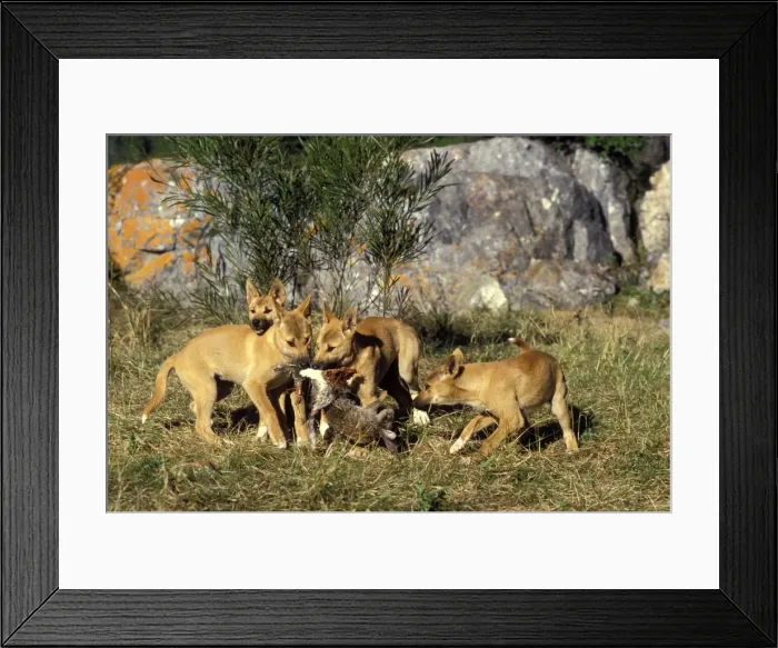 Framed Print : Picture No. 10765123 Framed Print : Picture No. 10765123