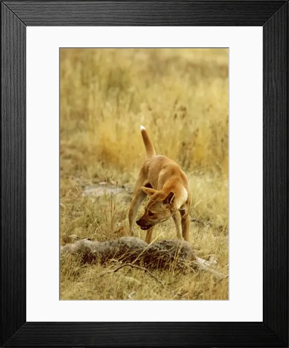 Framed Print : Picture No. 10765132 Framed Print : Picture No. 10765132