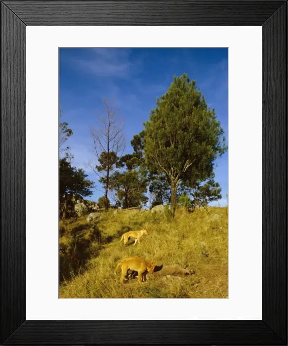 Framed Print : Picture No. 10765128 Framed Print : Picture No. 10765128