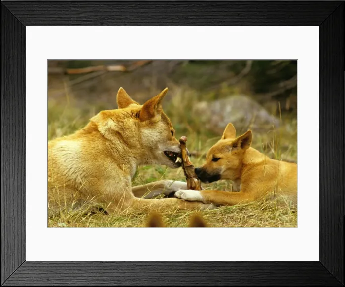 Framed Print : Picture No. 10765127