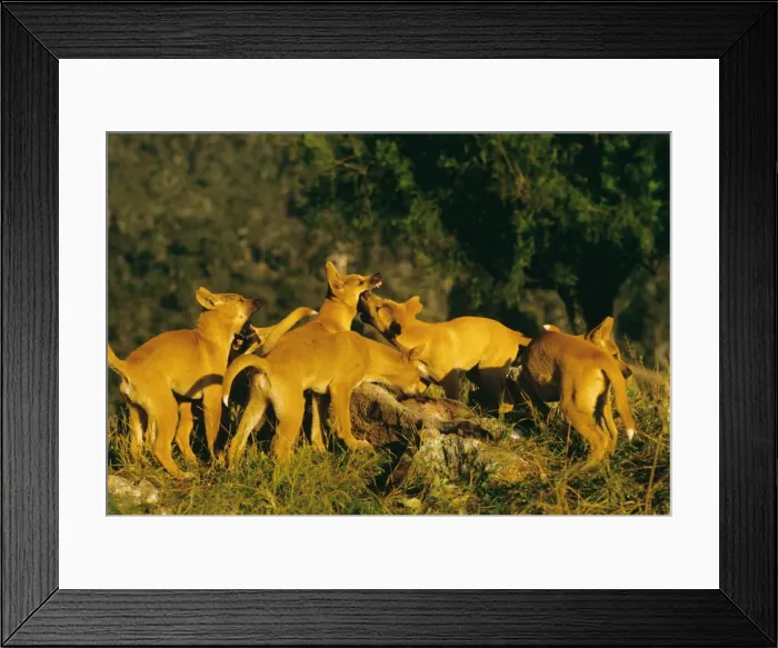 Framed Print : Picture No. 10765157 Framed Print : Picture No. 10765157