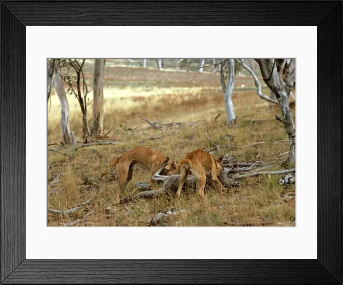 Framed Print : Picture No. 10765165 Framed Print : Picture No. 10765165