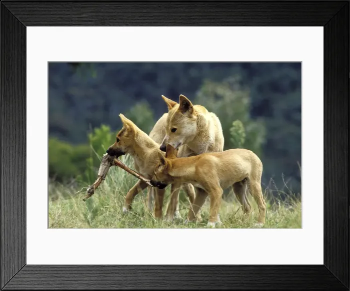 Framed Print : Picture No. 10765137 Framed Print : Picture No. 10765137