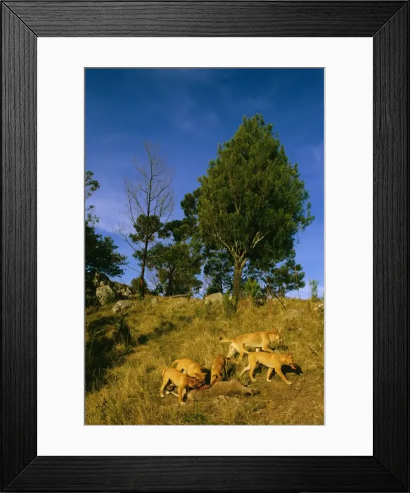 Framed Print : Picture No. 10765141 Framed Print : Picture No. 10765141