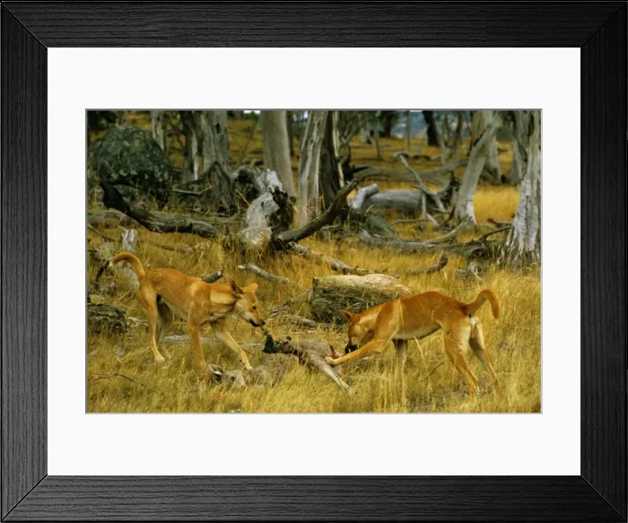 Framed Print : Picture No. 10765215