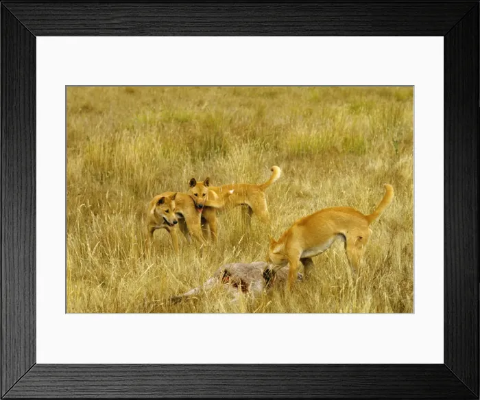 Framed Print : Picture No. 10765195 Framed Print : Picture No. 10765195