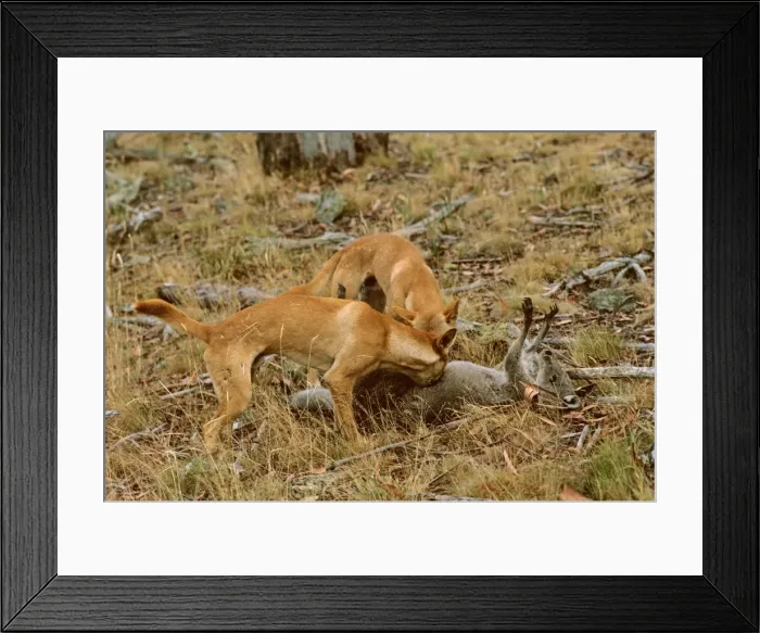Framed Print : Picture No. 10765167 Framed Print : Picture No. 10765167