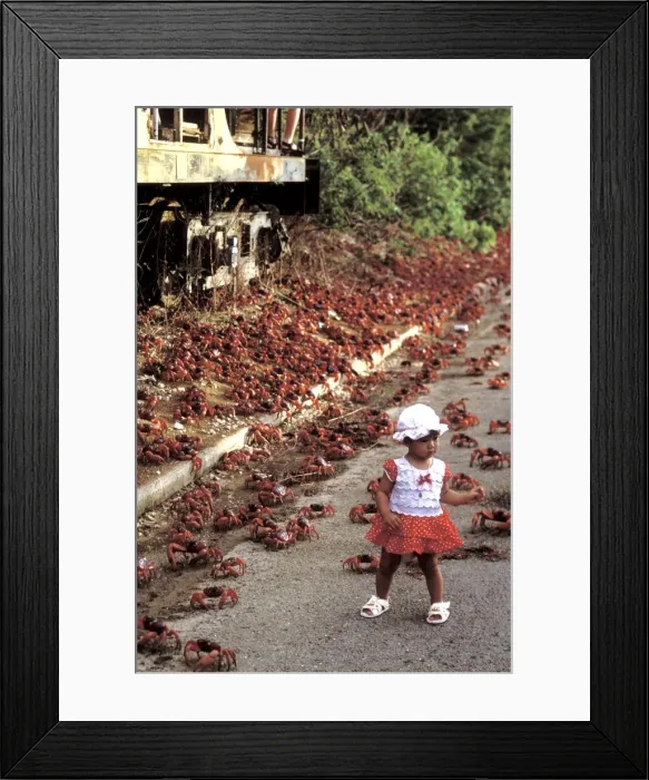 Framed Print : Picture No. 10765254 Framed Print : Picture No. 10765254
