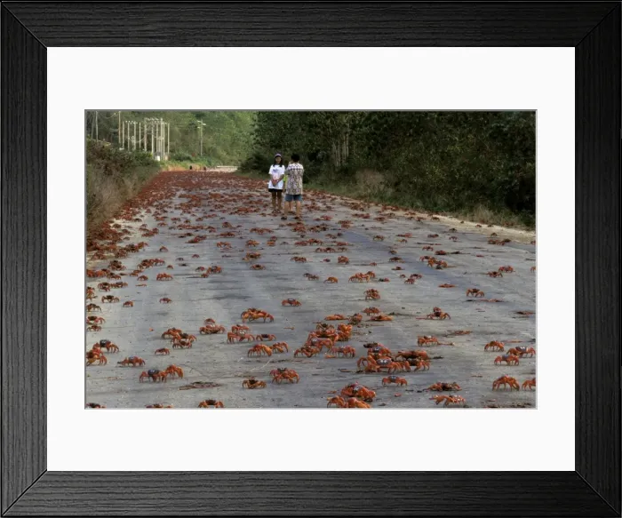 Framed Print : Picture No. 10765266 Framed Print : Picture No. 10765266