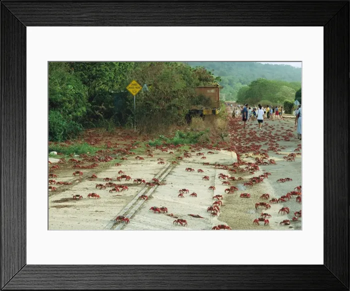 Framed Print : Picture No. 10765252 Framed Print : Picture No. 10765252