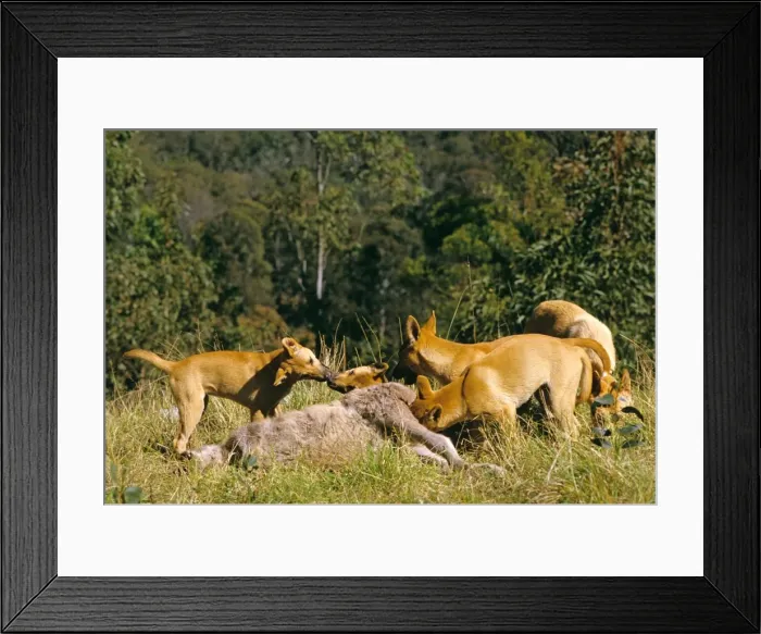 Framed Print : Picture No. 10765301 Framed Print : Picture No. 10765301