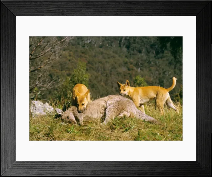 Framed Print : Picture No. 10765304