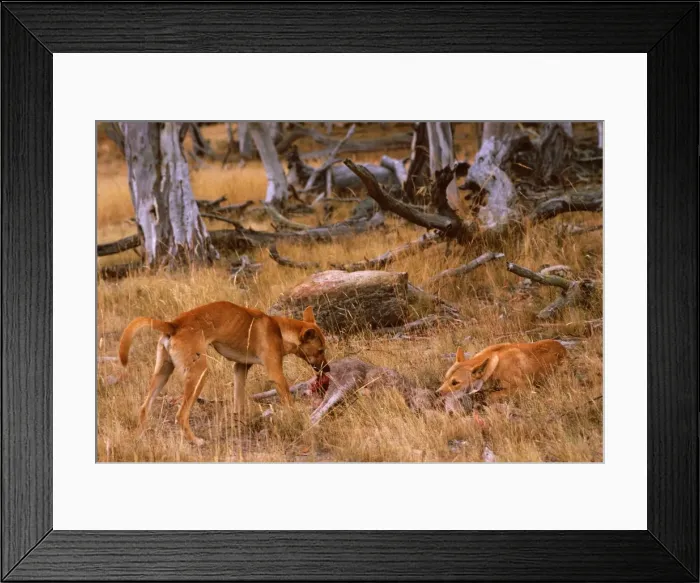 Framed Print : Picture No. 10765302 Framed Print : Picture No. 10765302