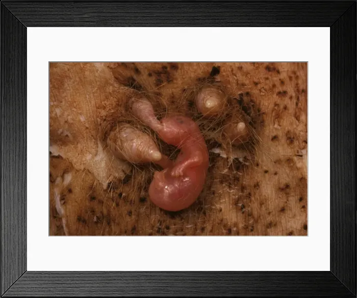 Framed Print : Picture No. 10765348 Framed Print : Picture No. 10765348