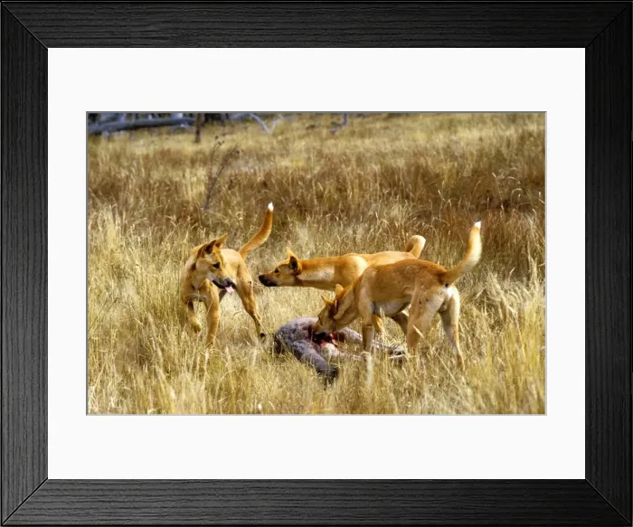 Framed Print : Picture No. 10765306 Framed Print : Picture No. 10765306