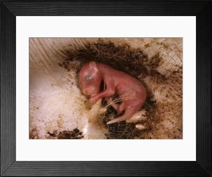 Framed Print : Picture No. 10765350 Framed Print : Picture No. 10765350