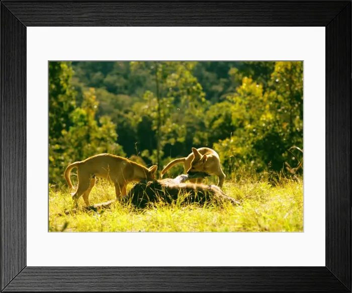 Framed Print : Picture No. 10765305 Framed Print : Picture No. 10765305